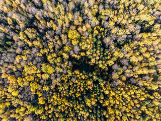 Yellowed tree crowns in the autumn forest from a height