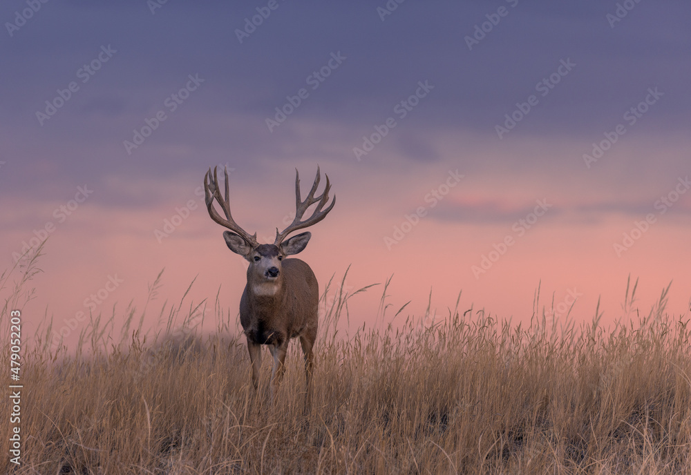 Poster Mule Deer Buck Silhouetted at Sunset in Colorado in Autumn