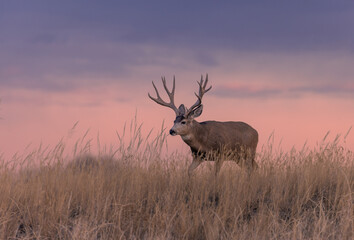 Mule Deer Buck Silhouetted at Sunset in Colorado in Autumn