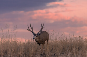 Mule Deer Buck Silhouetted at Sunset in Colorado in Autumn