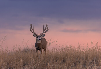 Fototapety  Mule Deer Buck Silhouetted at Sunset in Colorado in Autumn