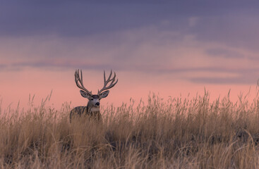 Mule Deer Buck Silhouetted at Sunset in Colorado in Autumn