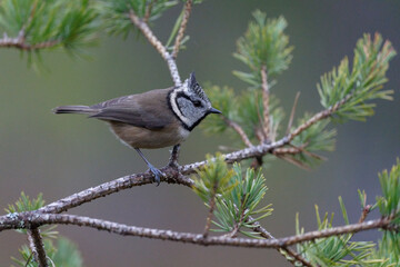Crested tit, Lophophanes cristatus