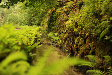 Natur Fluss Blätter Grün Braun 