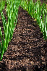 young green onions grow on a bed in a row, vegetable garden, agriculture. High quality photo