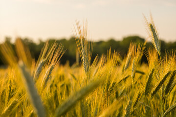 Wheat ears in the French countryside at sunset in Europe, France, Isere, the Alps, in summer. - obrazy, fototapety, plakaty