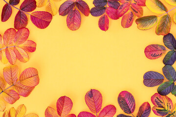 Autumn composition. yellow rose leaves on a orange background