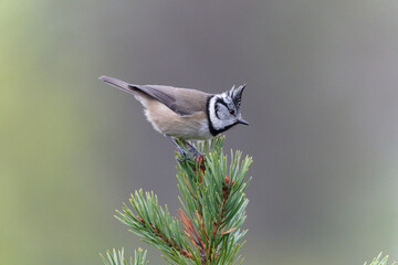 Crested tit, Lophophanes cristatus