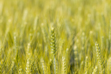 Ears of wheat in the French countryside in Europe, France, Isere, the Alps, in summer on a sunny day.