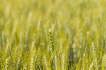Fototapeta premium Ears of wheat in the French countryside in Europe, France, Isere, the Alps, in summer on a sunny day.