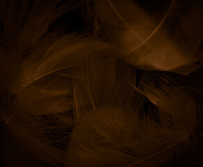 Beautiful abstract white and brown feathers on black background and soft yellow feather texture on...
