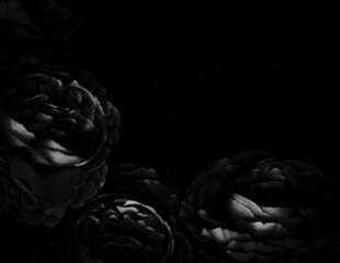 Fototapeta na wymiar Beautiful abstract color gray and black flowers on dark background, dark leaves texture, dark background, white leaves, black leaves texture, flowers for Christmas and valentines celebrations 