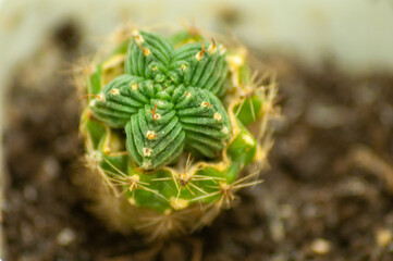 Aztekium Valdezii Macro