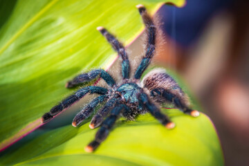 Cute pink-toed tarantula spider close up in the jungle
