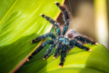 Cute pink-toed tarantula spider close up in the jungle - obrazy, fototapety, plakaty