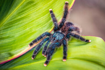 Cute pink-toed tarantula spider close up in the jungle - obrazy, fototapety, plakaty