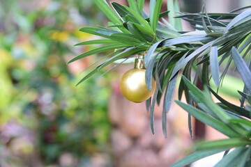plant with hanging Christmas ball, with blurred background