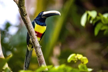 Zelfklevend Fotobehang Groene aracari toekan close-up portret in regenwoud jungle © PhotoSpirit