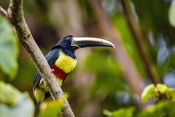 Green aracari toucan close up portrait in rainforest jungle - obrazy, fototapety, plakaty