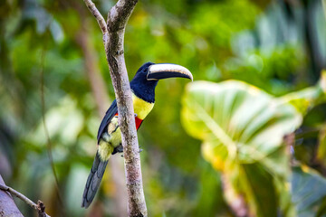 Fototapeta premium Green aracari toucan close up portrait in rainforest jungle