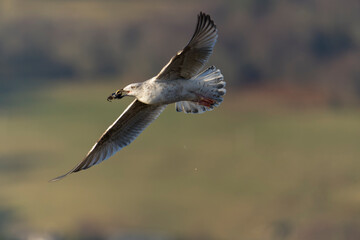 Herring gull, Larus argentatus