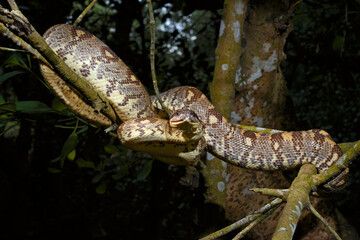 Madagaskar-Hundskopfboa // Madagascar tree boa (Sanzinia madagascariensis) - Nosy Be (Madagaskar)