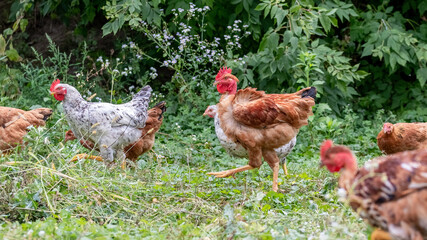 Young chickens in the garden on the farm