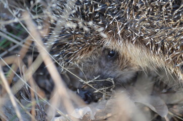 hedgehog in the grass