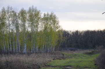 spring forest and meadow of flowers
