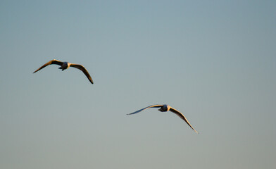 GABBIANI E GABBIANELLE IN VOLO