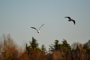 GABBIANI E GABBIANELLE IN VOLO