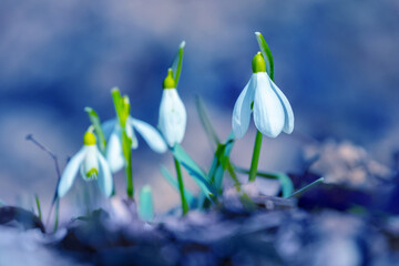 White snowdrops in the woods on a blue background