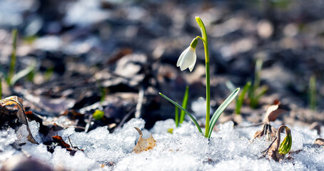 White gentle snowdrop among melted snow and dry leaves in sunny weather