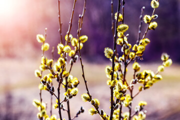 Willow branches with fluffy catkins in the woods in sunny weather
