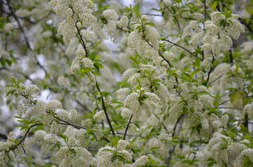 white cherry blossoms in russia
