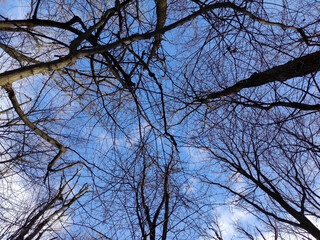 Winter forest trees background, trees' branches without leaves and blue sky