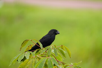 The smooth-billed ani (Crotophaga ani) is a large near passerine bird in the cuckoo family. 