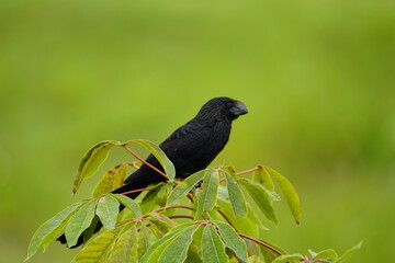 The smooth-billed ani (Crotophaga ani) is a large near passerine bird in the cuckoo family. 