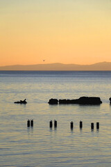 Seagulls and beautiful sunset on the beach in Split, Croatia. Selective focus. 