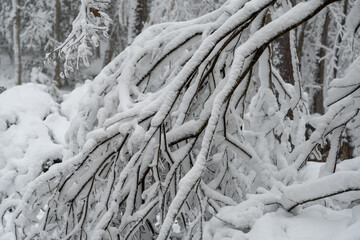tree in snow