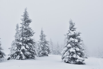 Piękna biała zima w górach, śnieg w Karkonoszach, szlak górski, ośnieżone choinki, ferie...