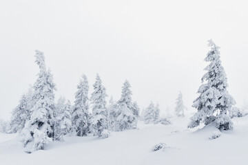 Piękna biała zima w górach, śnieg w Karkonoszach, szlak górski, ośnieżone choinki, ferie zimowe.