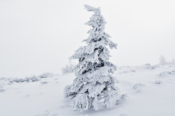 Piękna biała zima w górach, śnieg w Karkonoszach, szlak górski, ośnieżone choinki, ferie zimowe. - obrazy, fototapety, plakaty