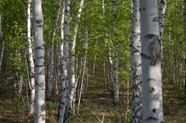birch forest in spring