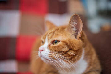 Beautiful purebred domestic cat photographed in a home studio.