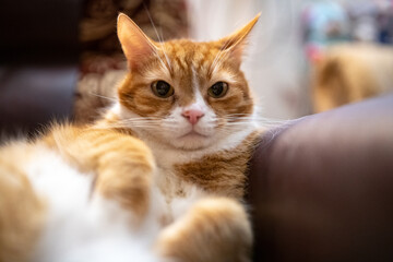 Beautiful purebred domestic cat photographed in a home studio.