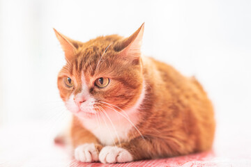 Fototapeta na wymiar Beautiful purebred domestic cat photographed in a home studio.