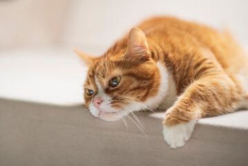 Beautiful purebred domestic cat photographed in a home studio.