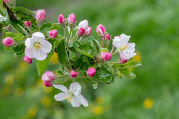 Apple tree branch with pink flowers and buds. Raindrops on apple blossoms