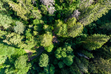 Tops of coniferous trees in a wild forest, aerial view in flight